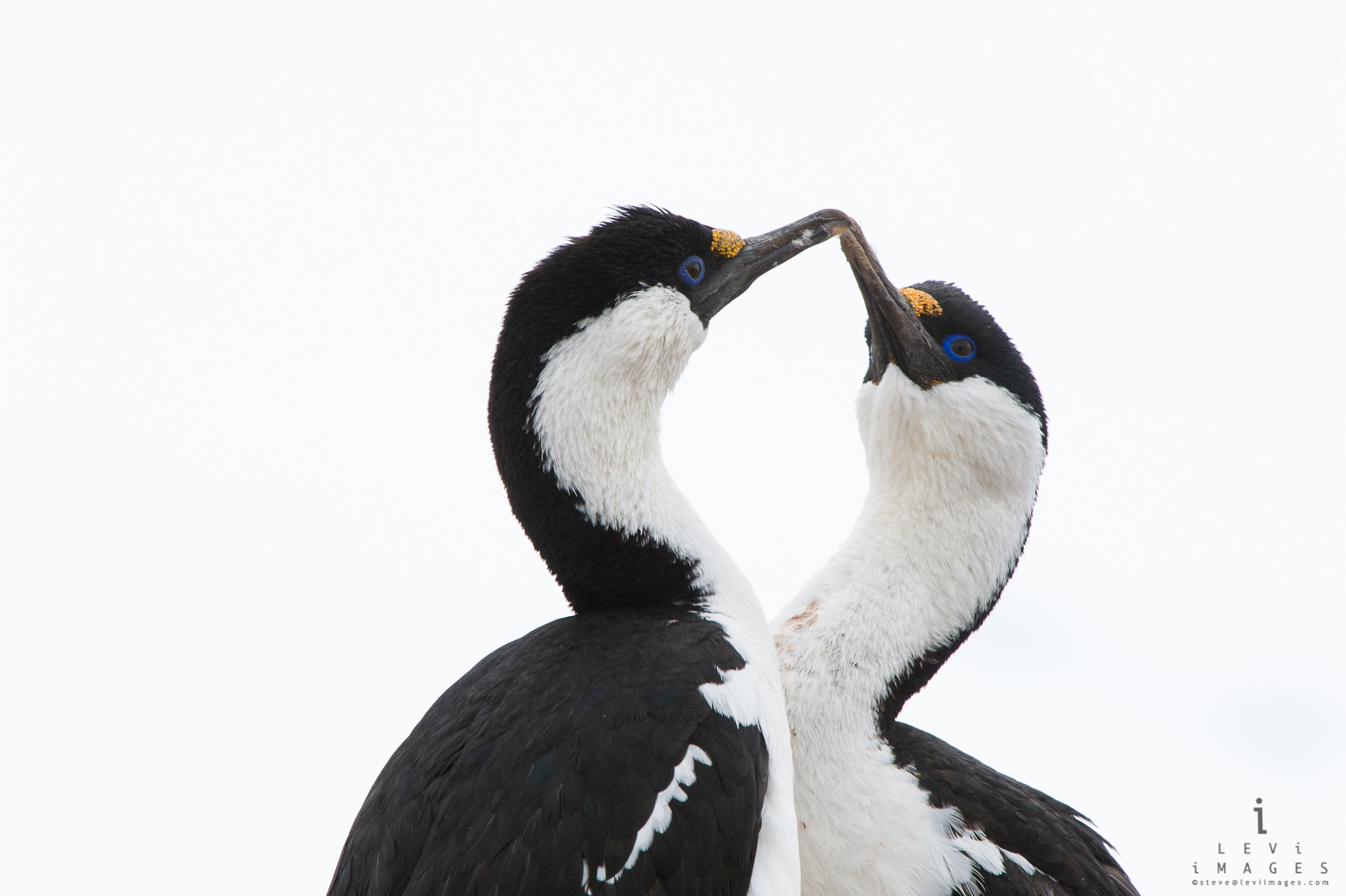 Imperial Shag Pair Greeting Wallpaper