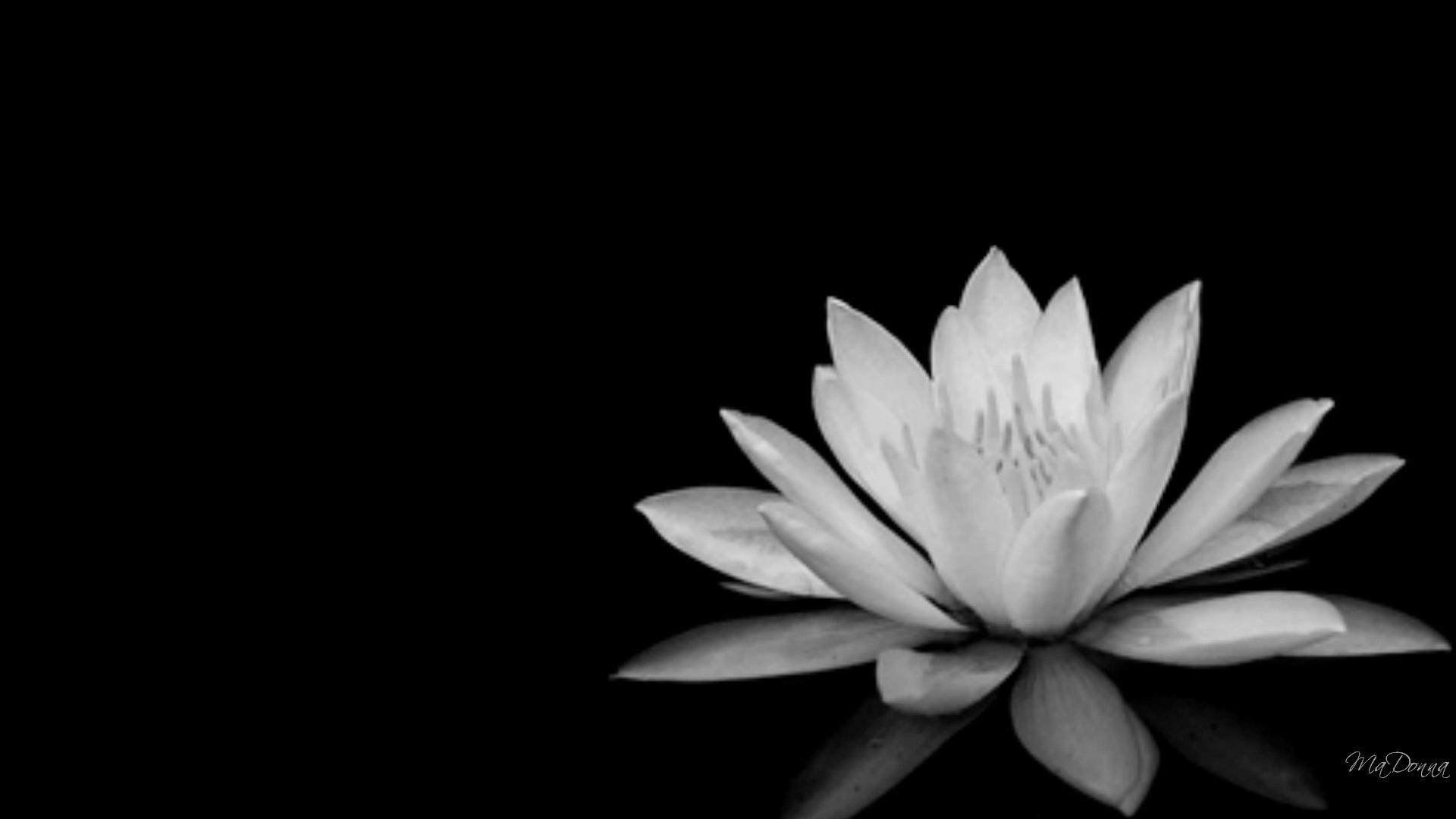 Black And White Flowers Wallpaper Hd