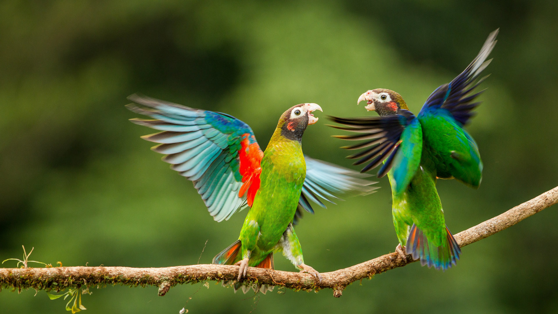 Cute Animals Wallpaper