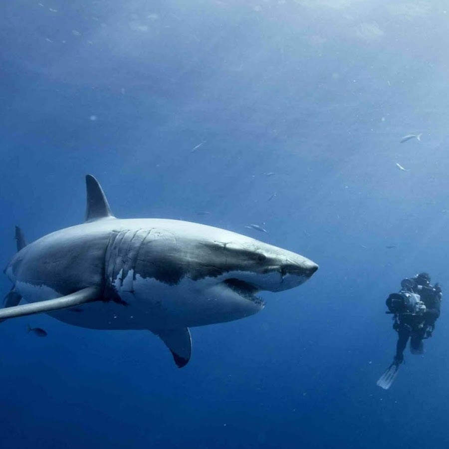 Sharks Live Wallpaper Android Apps On Google Play