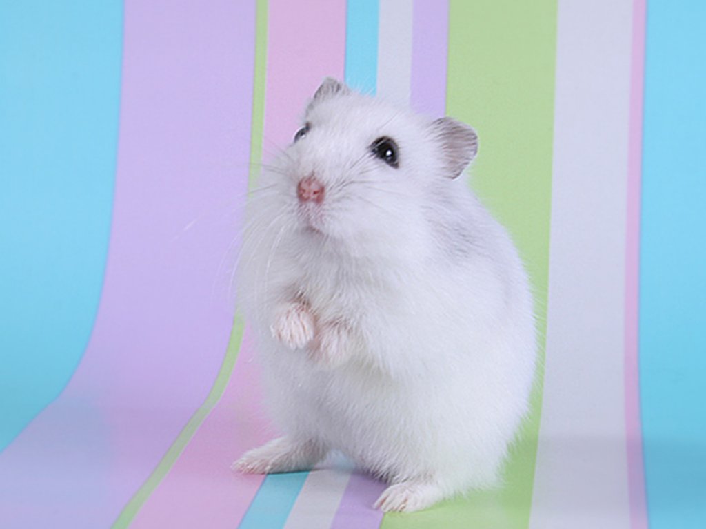 Cute Hamster Wallpaper Pictures