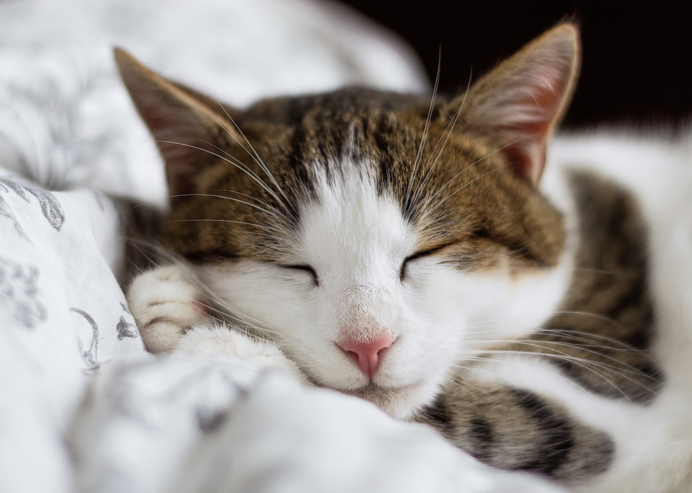 Sleeping Cat Pictures Image