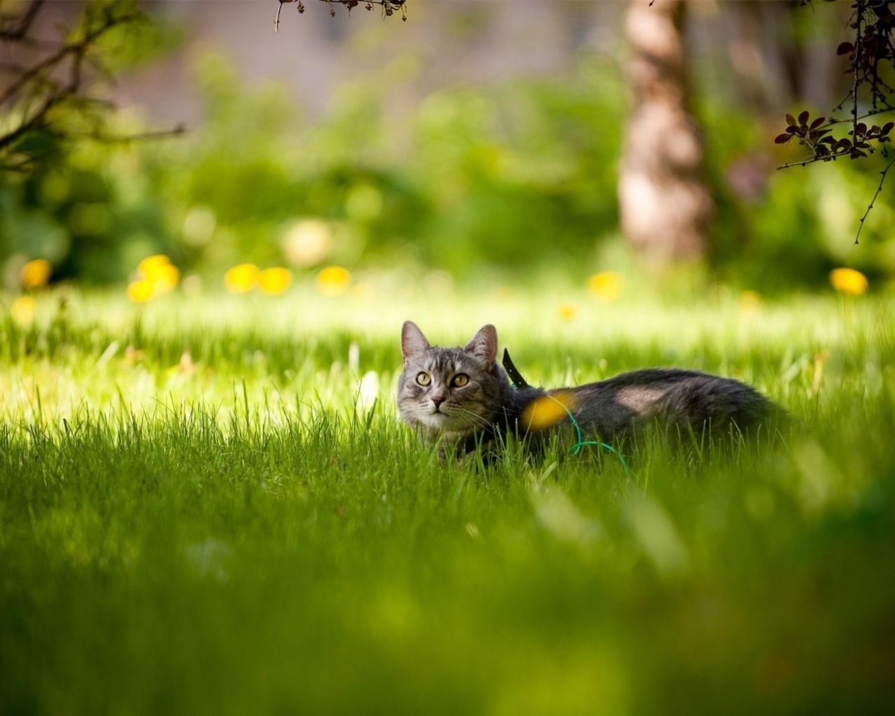 Cat Exploring The Green Meadow HD Wallpaper