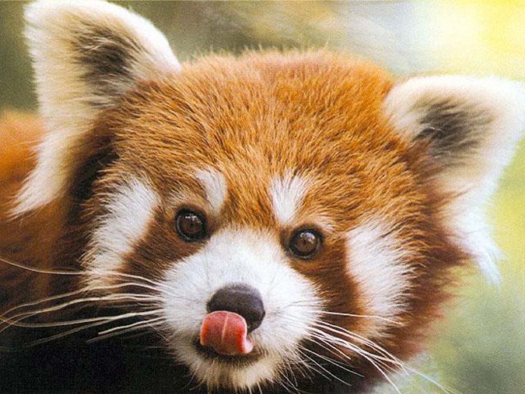 Cute Baby Red Pandas Background HD Wallpaper