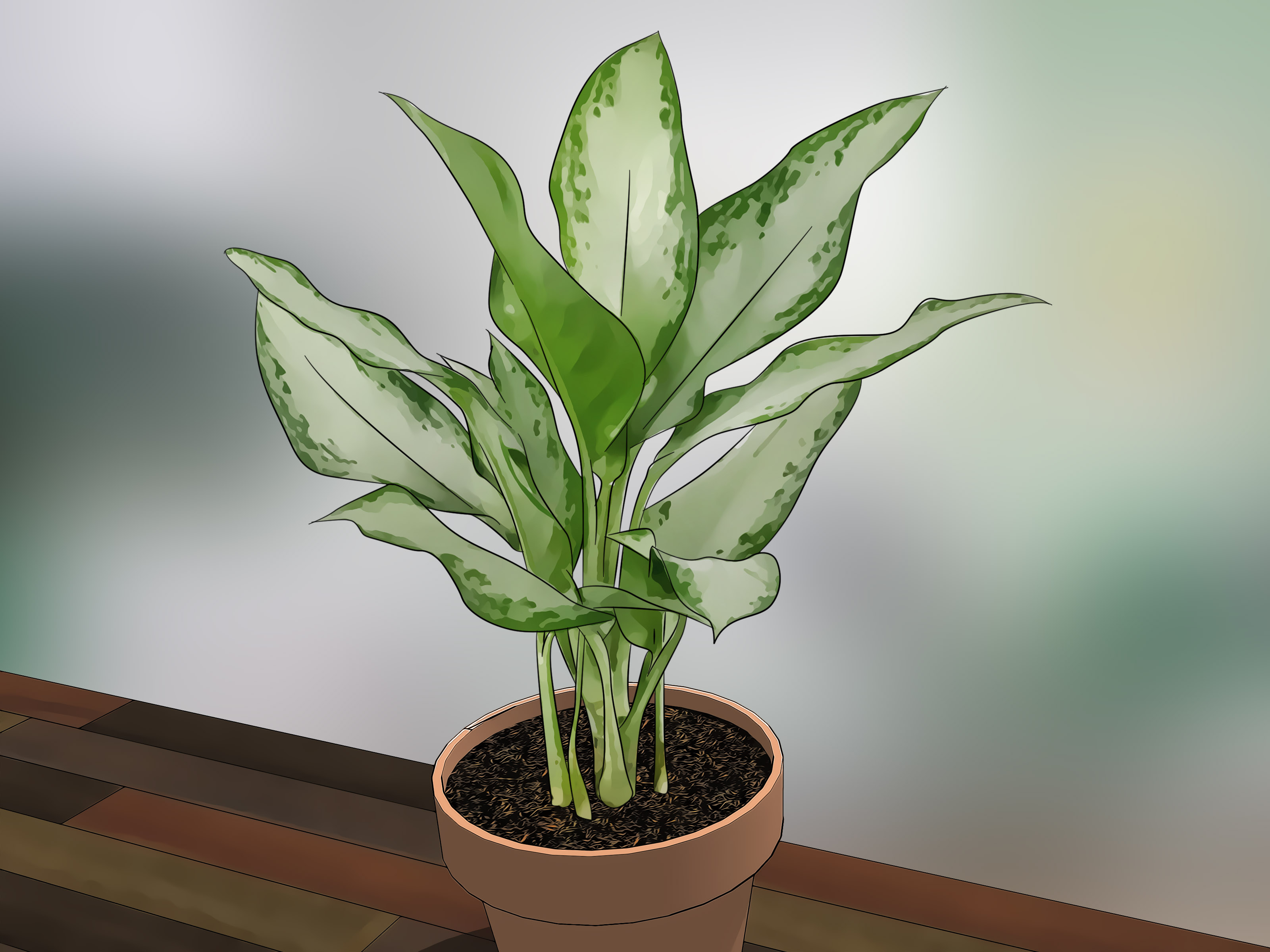 How To Care For Indoor Plants Steps With Pictures Wikihow