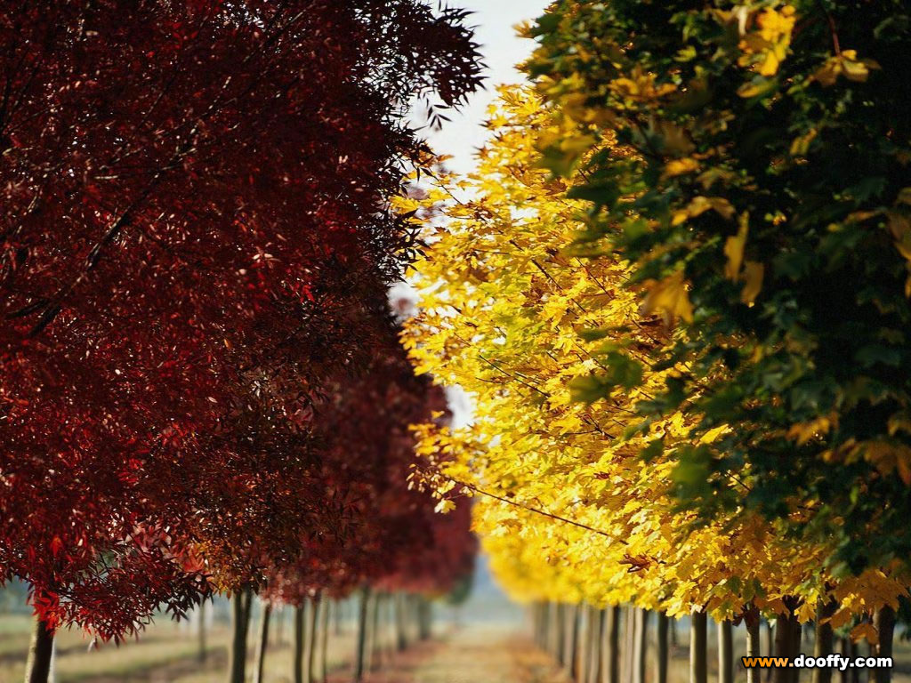 Spring And Autumn HD Wallpaper Seasonal