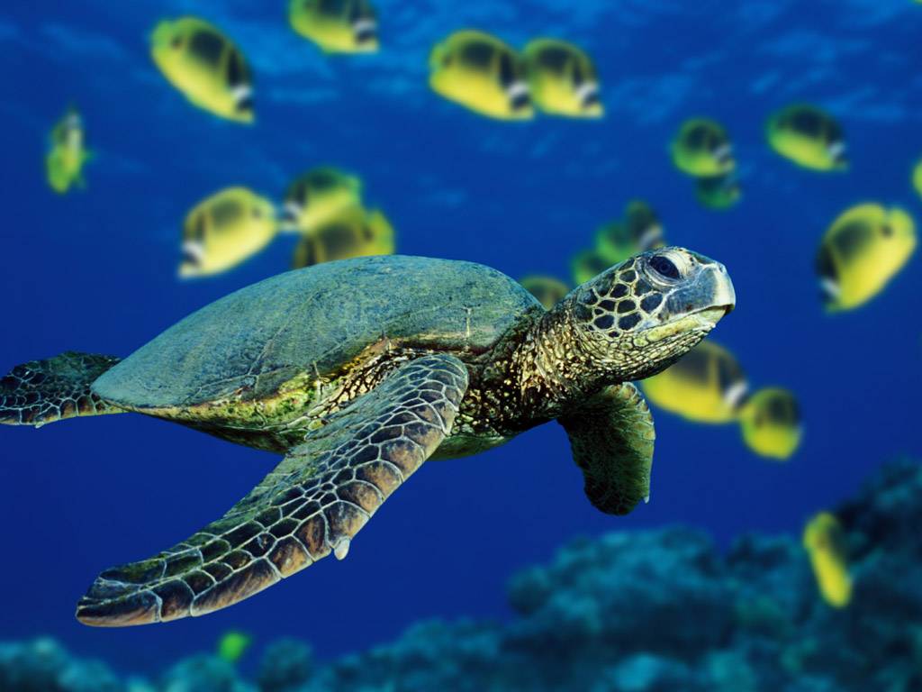 Awesome Sea Turtle Wallpaper Pc Screen
