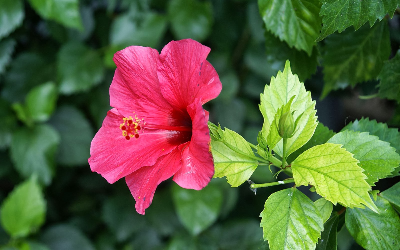 Premium Photo  A tropical floral wallpaper with hibiscus flowers