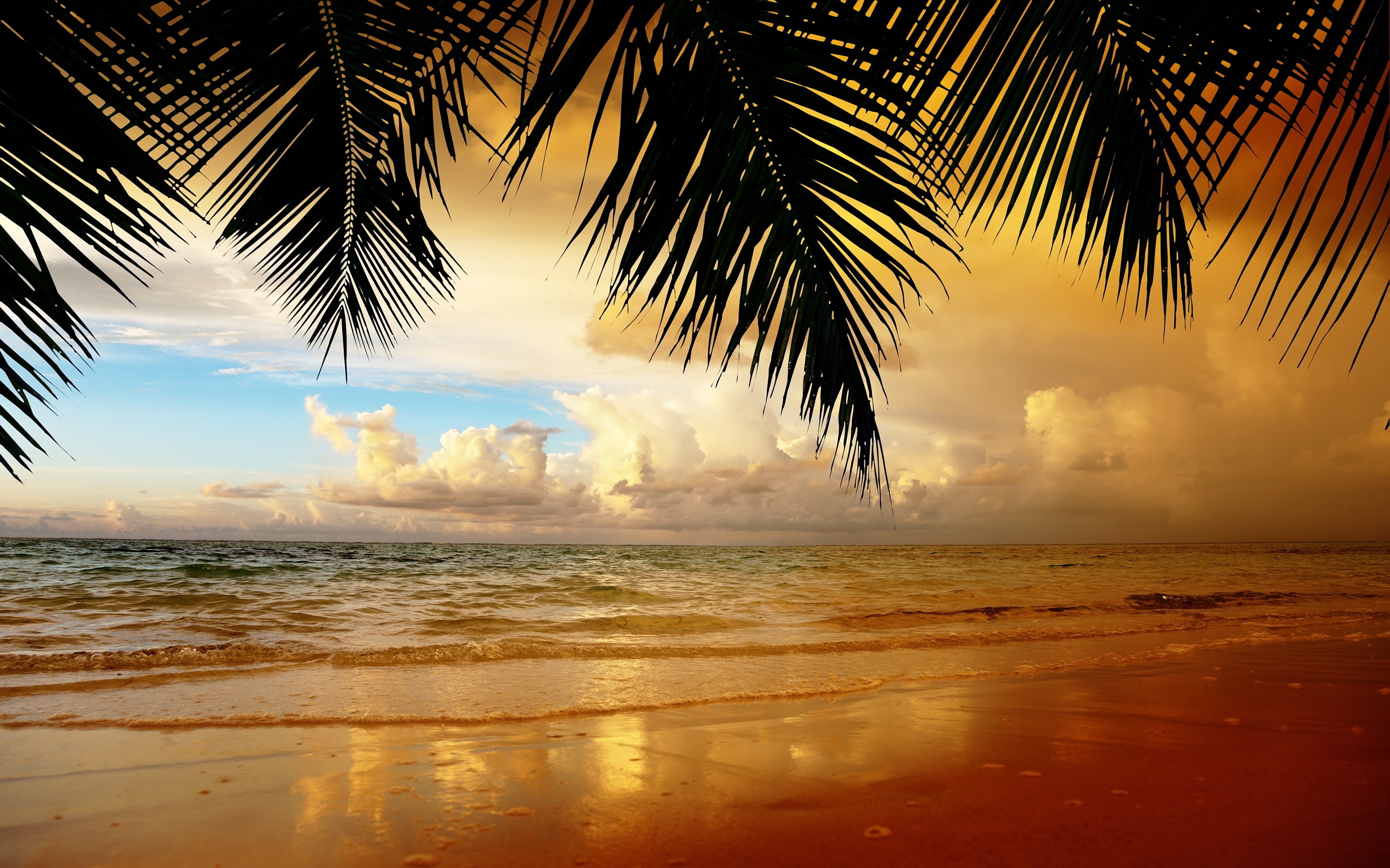 Golden sunset on a tropical beach with palm trees silhouette. Perfect for a beach computer background