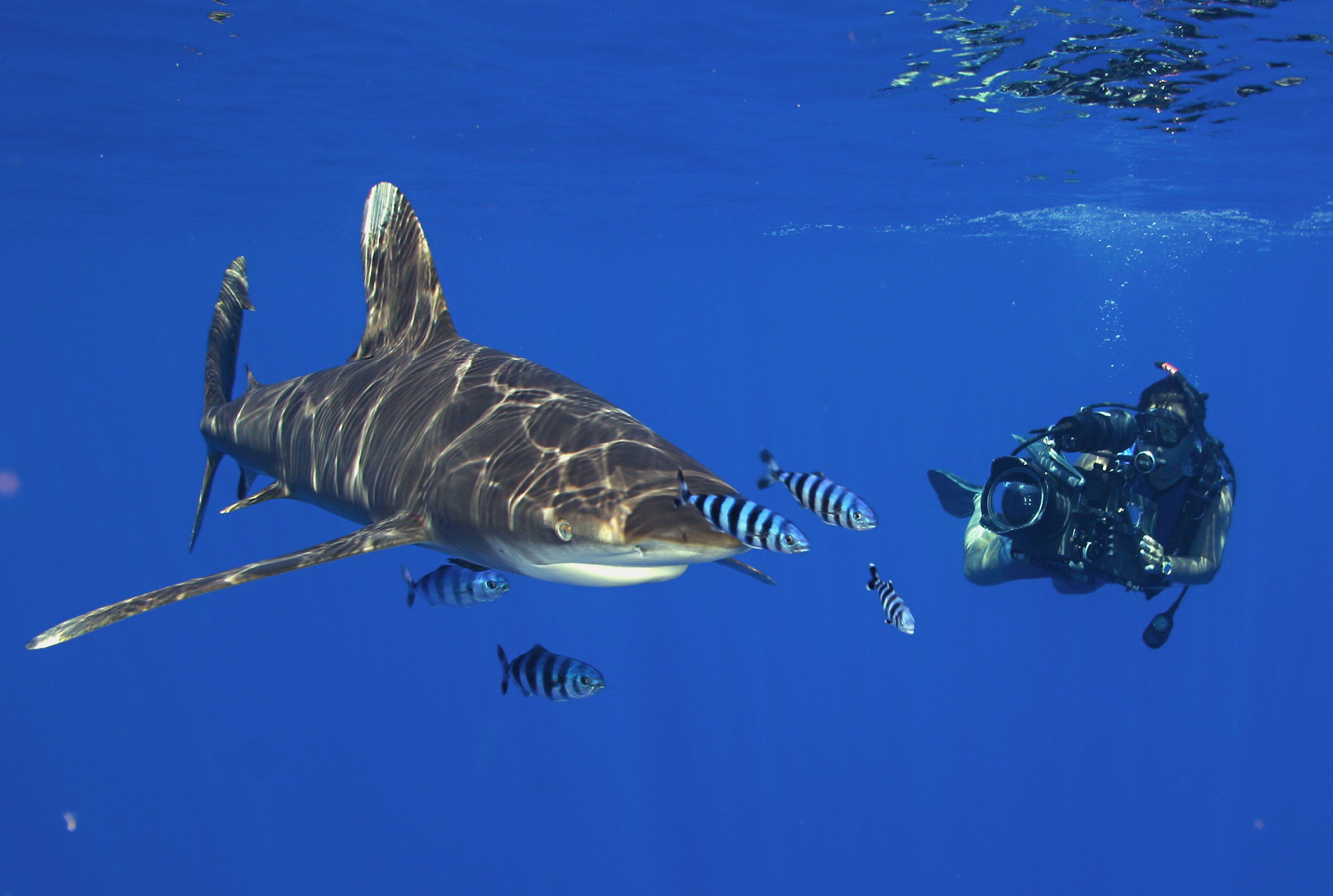 Scuba diving diver ocean sea underwater shark wallpaper 3794x2550