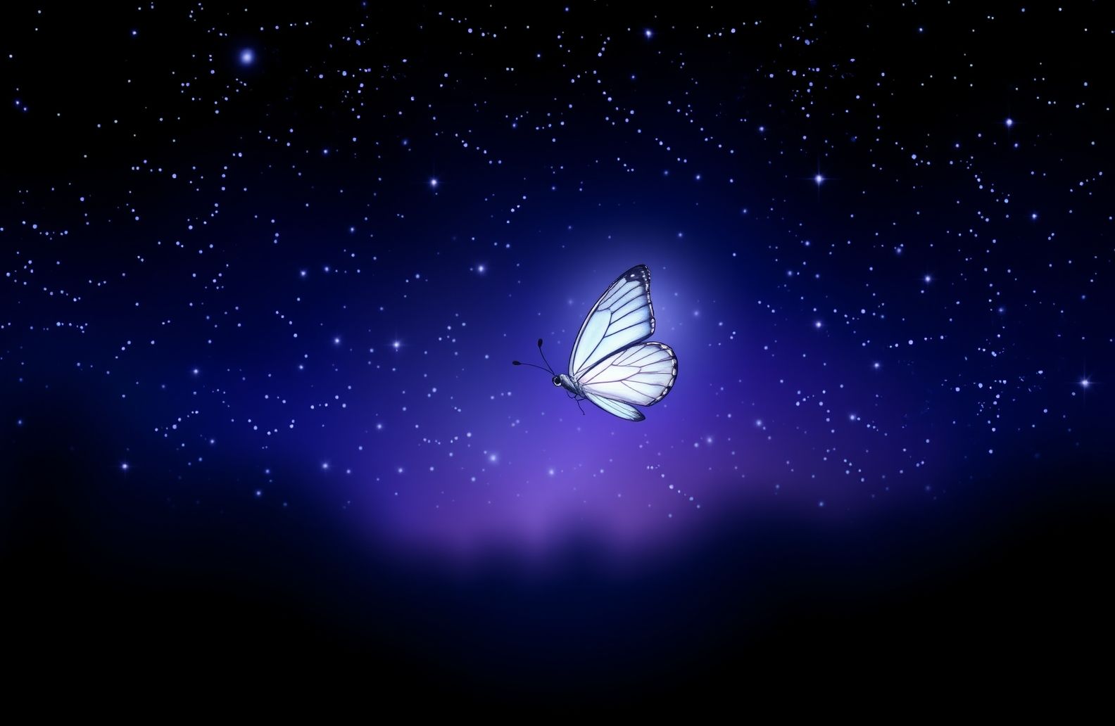 Night Butterfly Wallpaper