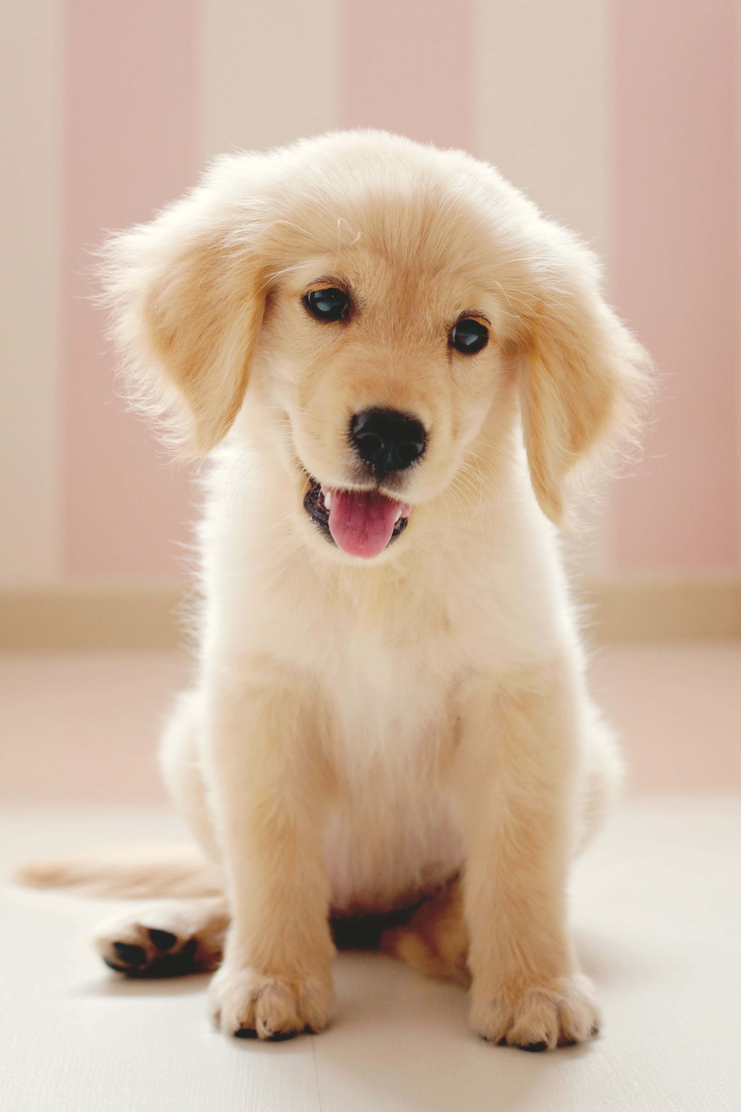 Cute Little Puppies Wallpaper