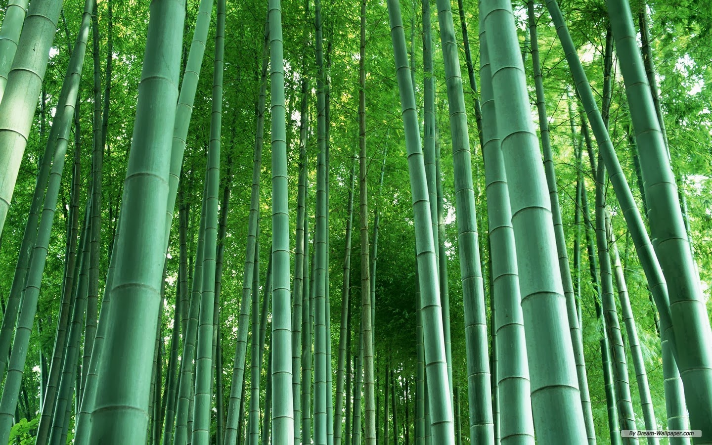 Bamboo Forest HD Desktop Wallpaper Beautiful