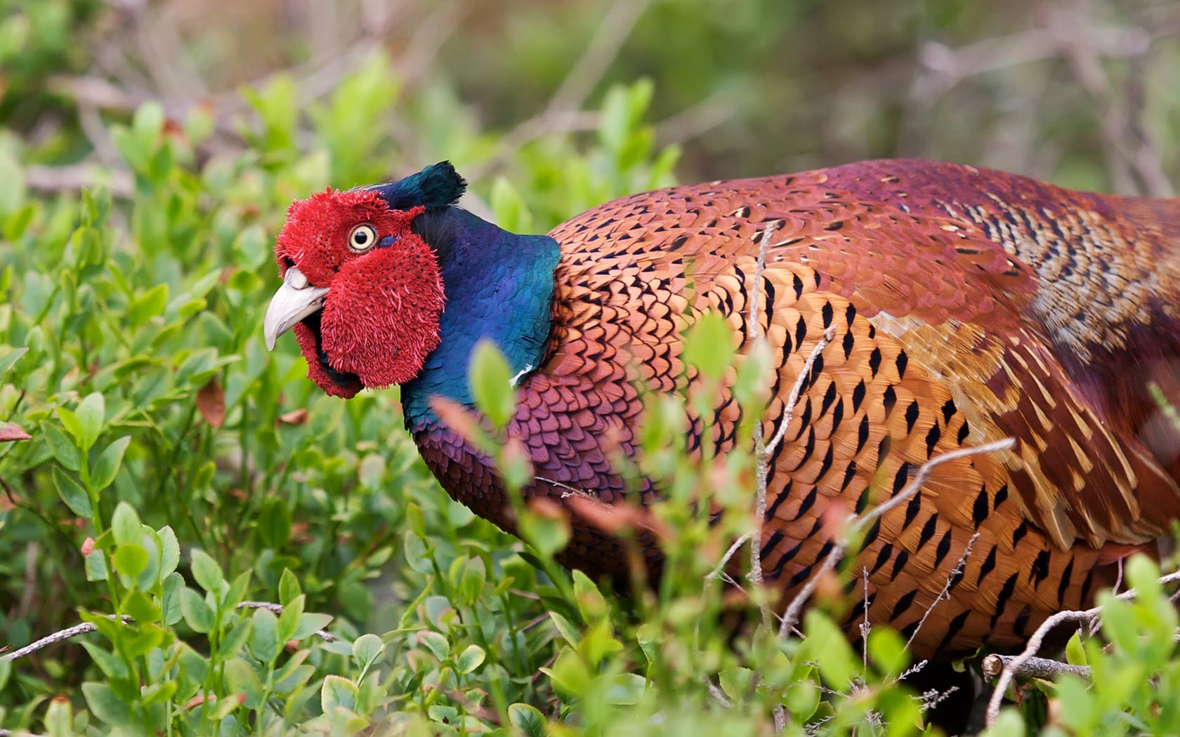 Colourful Pheasant In A Field Bird Background Pixels