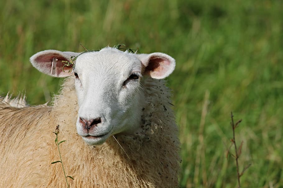 HD Wallpaper Focused Photo Of Brown Sheep Portrait Sheepshead