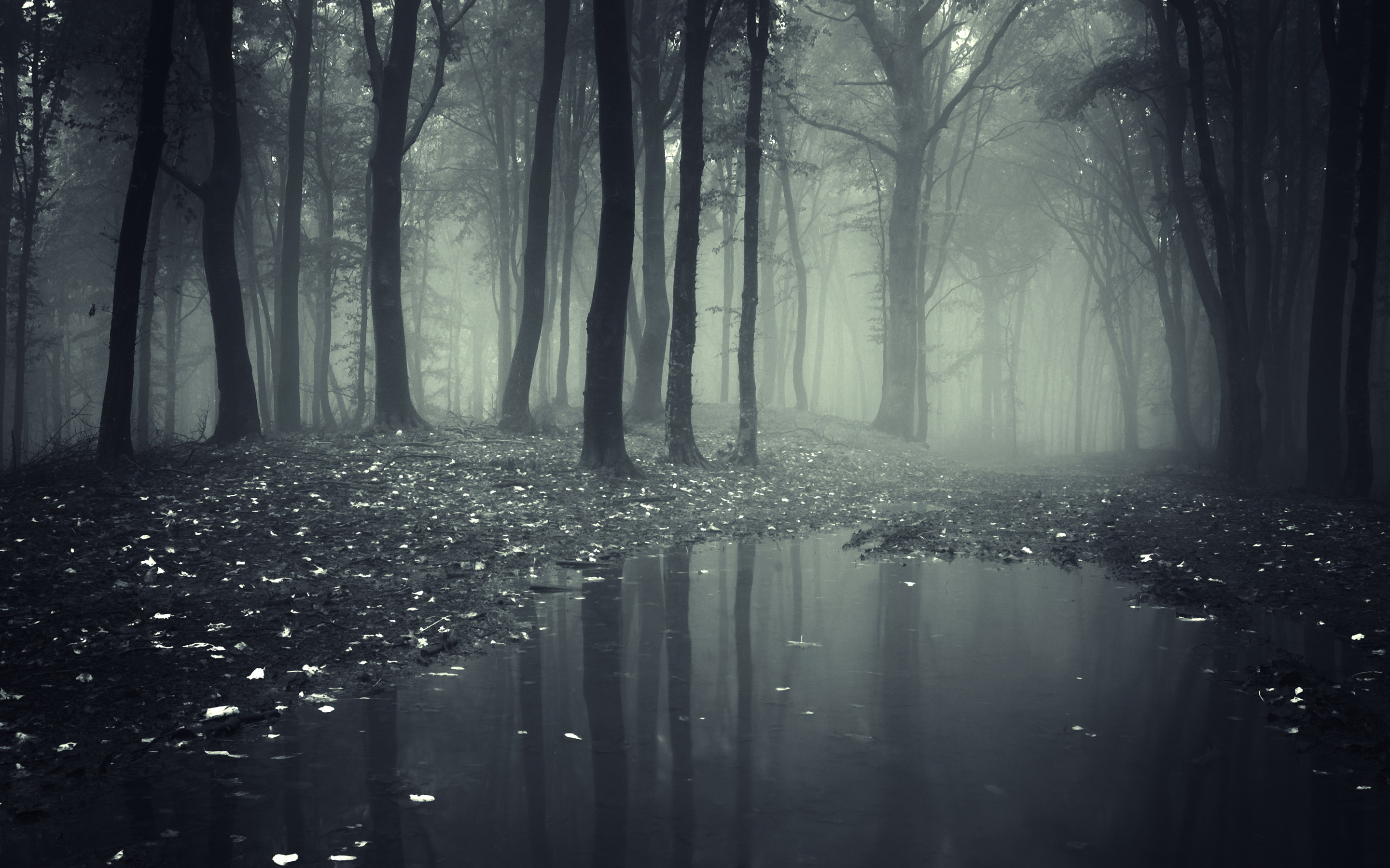 Creepy Dark Forest Wallpaper And Stock Photos Visual