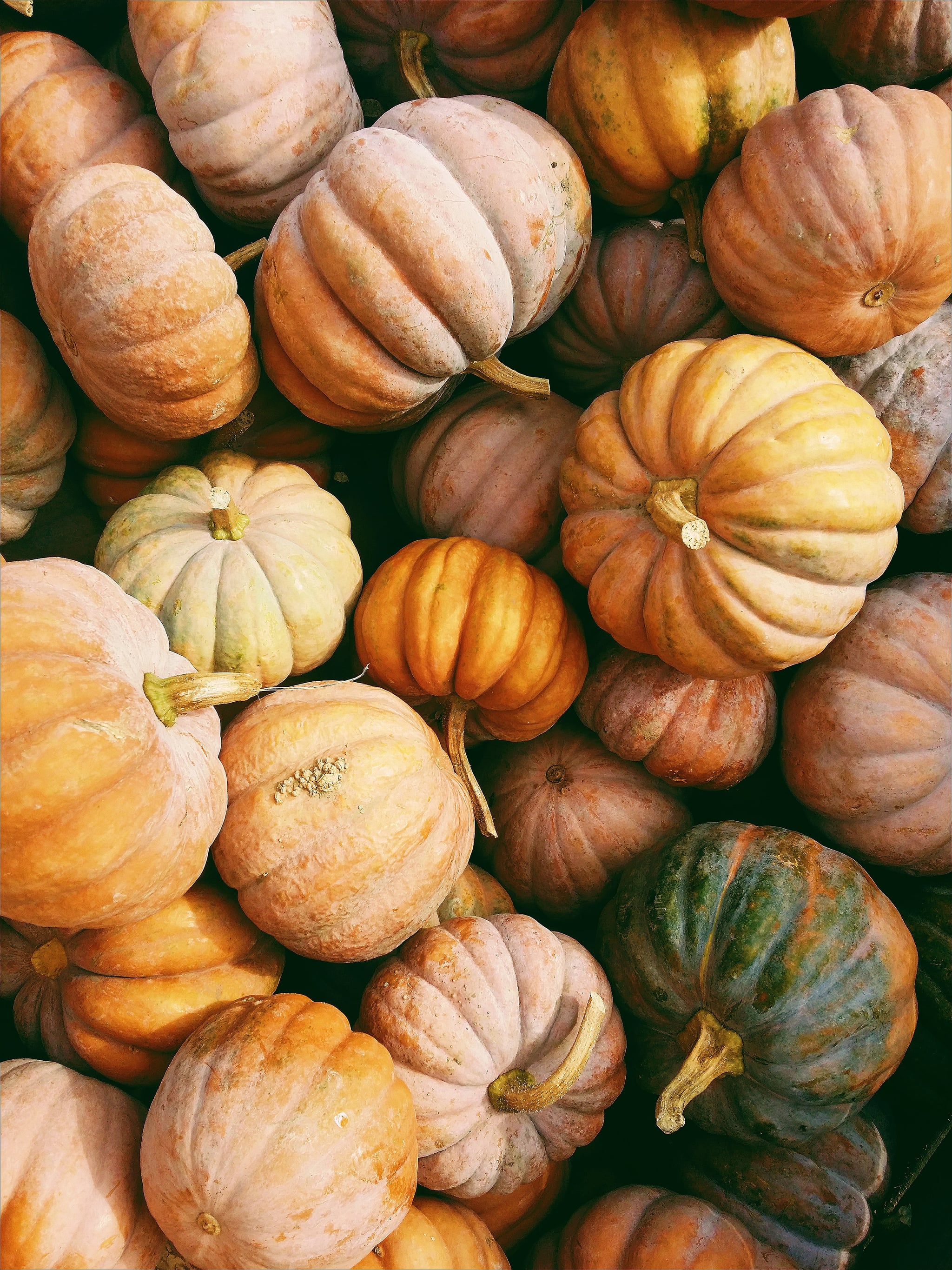 Fall Harvest iPhone Wallpaper Festive Thanksgiving