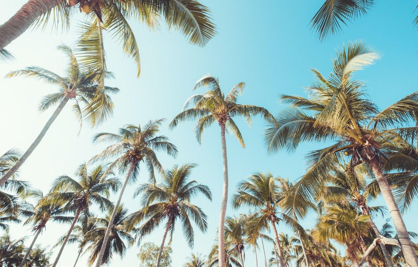 Summer Palm Tree Wallpapers on WallpaperDog 1332x850