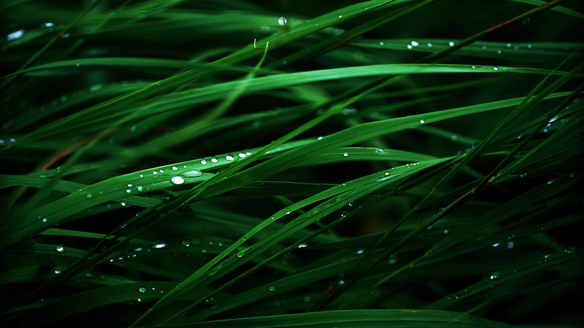 Download lush green grass HD wallpaper