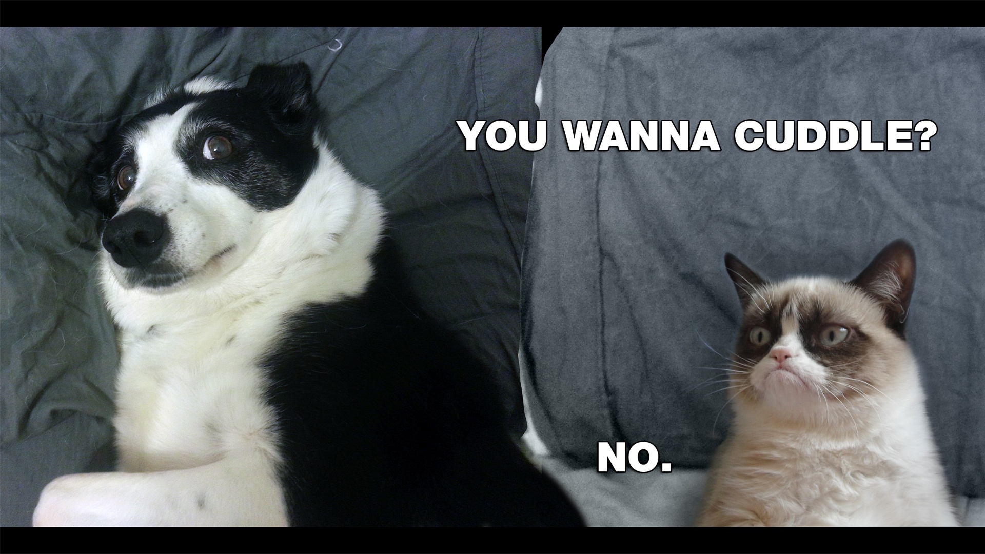  cuddle NO Grumpy Cat meme HD desktop wallpaper JikoBlog