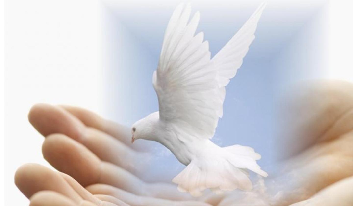 Dove of Peace Wallpaper rest in peace quotes