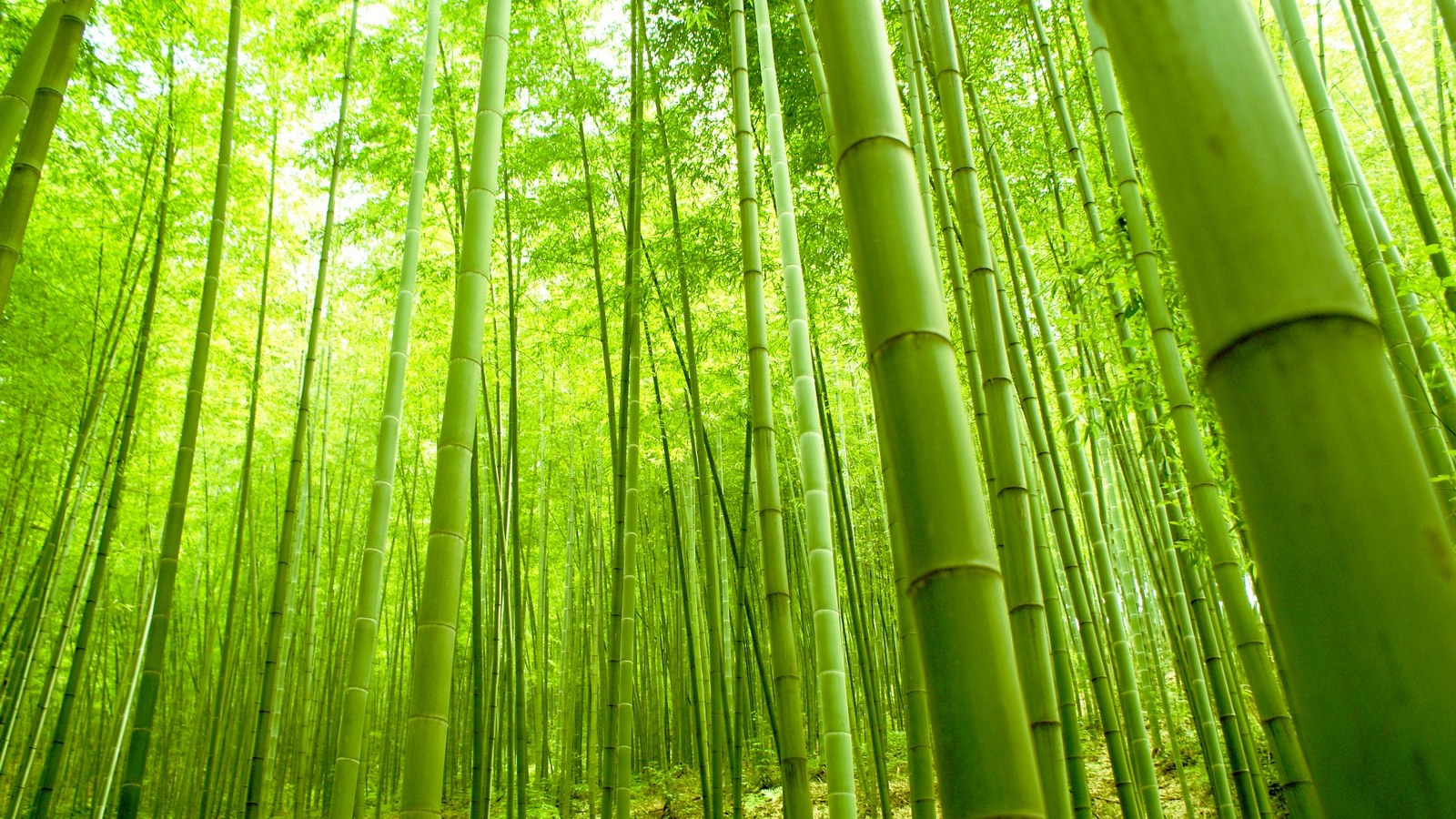 The Bamboo Forest Wallpaper Desktop