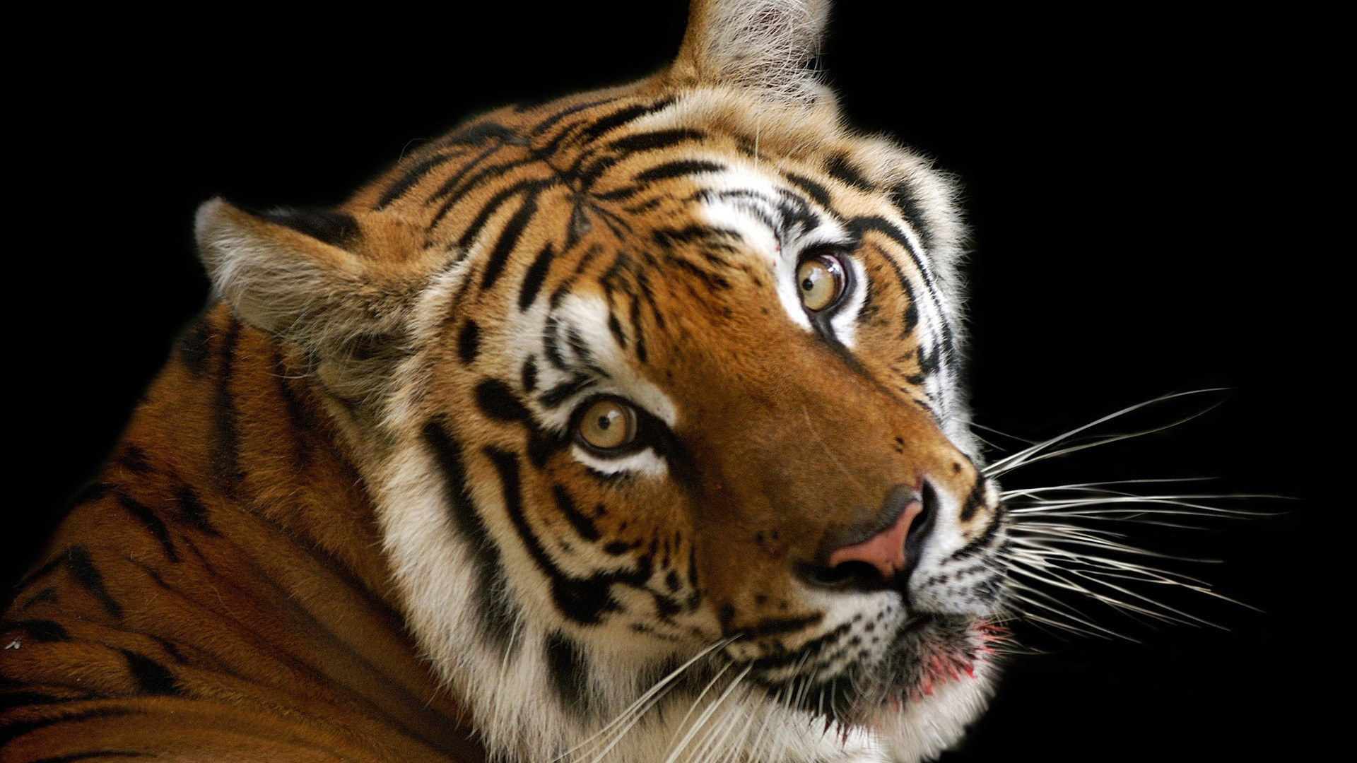 Angry Tiger Face HD Wallpaper Fine Wallpaper