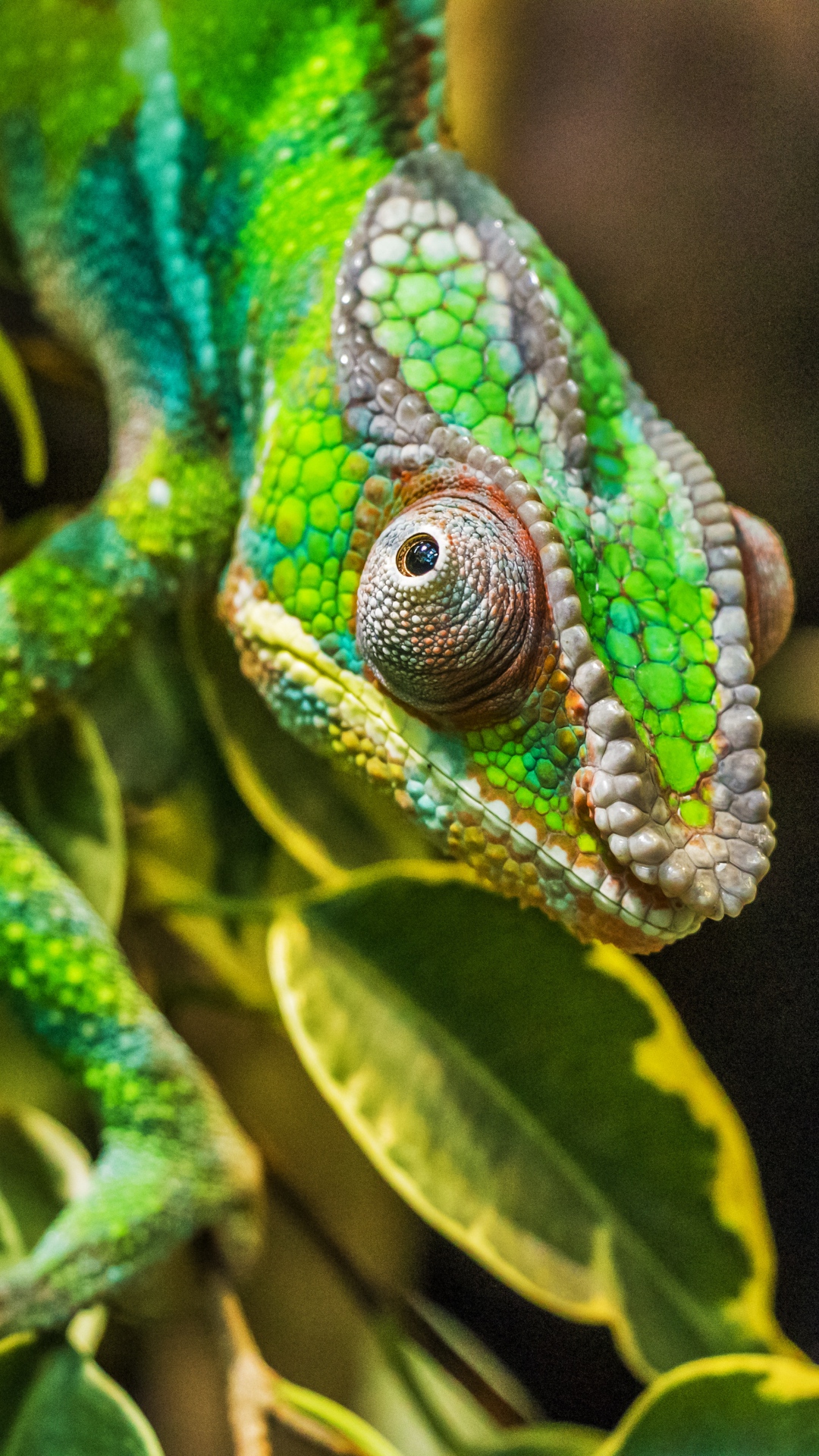 Chameleon Green Color Camouflage Reptile Wallpaper
