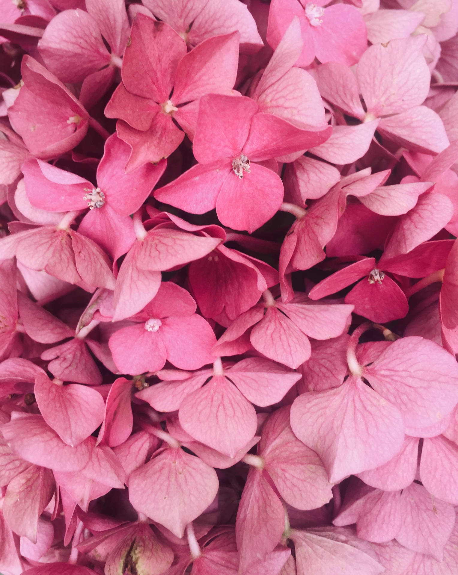 Pink Flowers Aesthetic Wallpaper