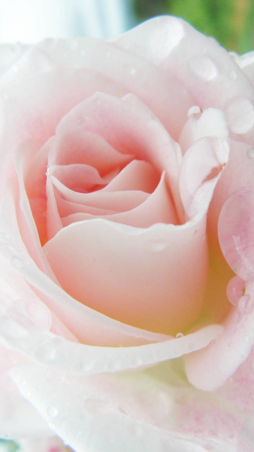 Pink Rose iPhone Wallpaper