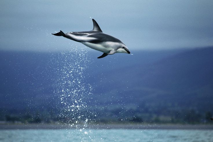 Animal Facts And Photos On Dolphins Ocean S Acrobats Pinte