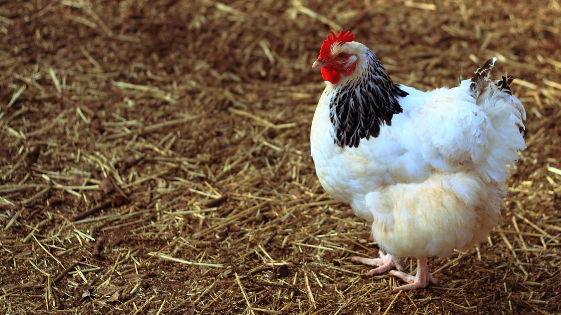Chicken Wallpaper