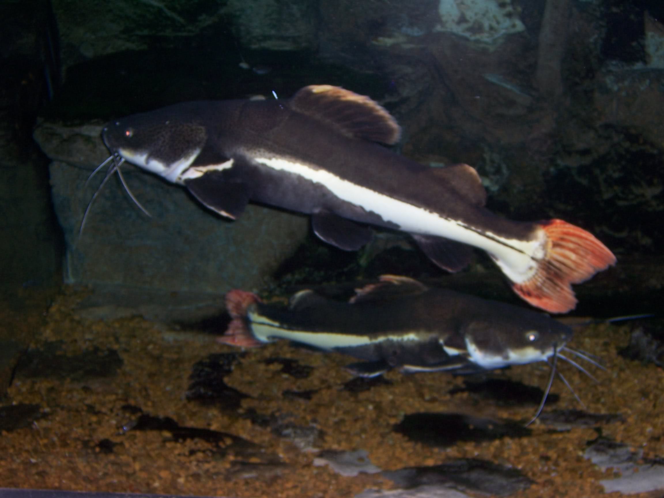 Red Tail Catfish Graphics Code Ments Pictures