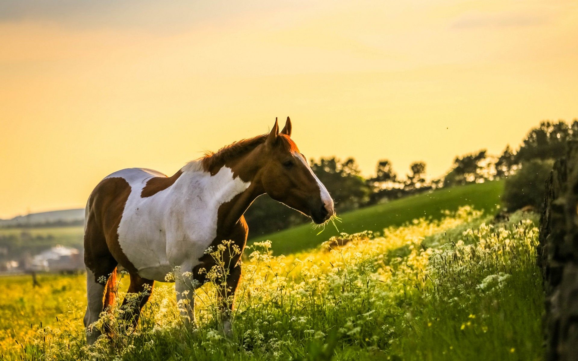 Paint Horses Wallpaper HD Resolution Horse In The World