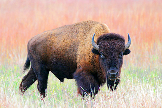 Bison HD Wallpaper Wild