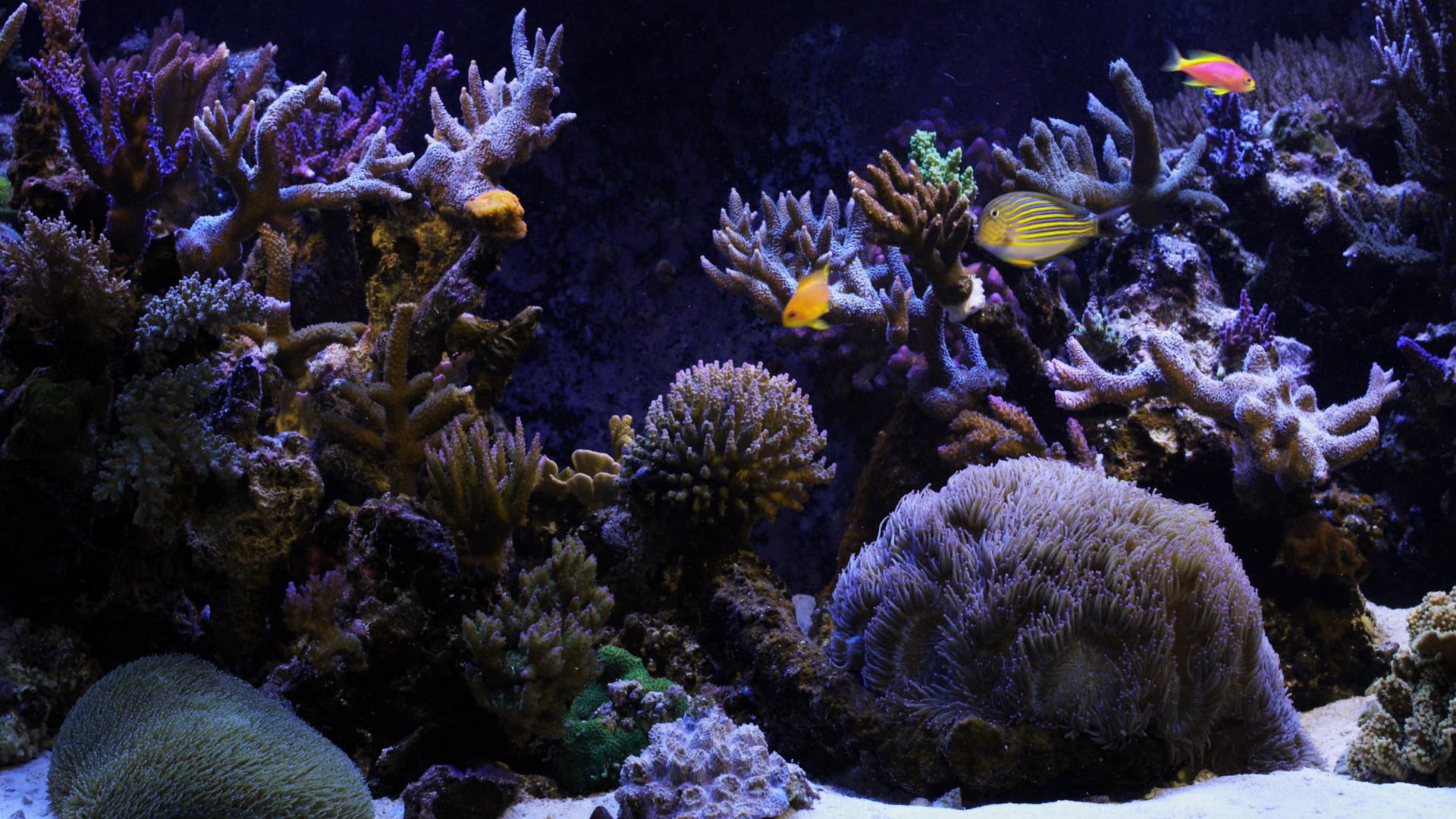Image Of Aquarium Background Wallpaper