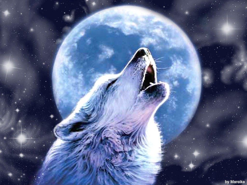 The Lone Wolf Howling At Moon Wallpaper Top