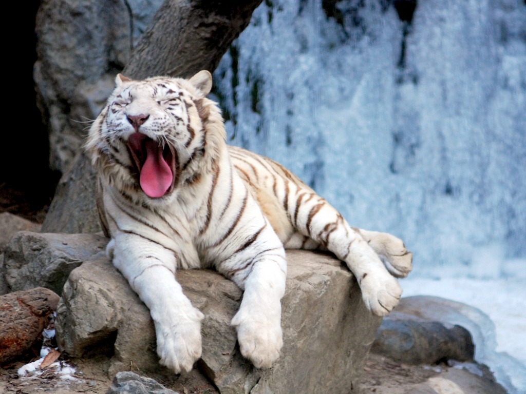 Siberian White Tiger In Snow HD Wallpaper Pictures Image