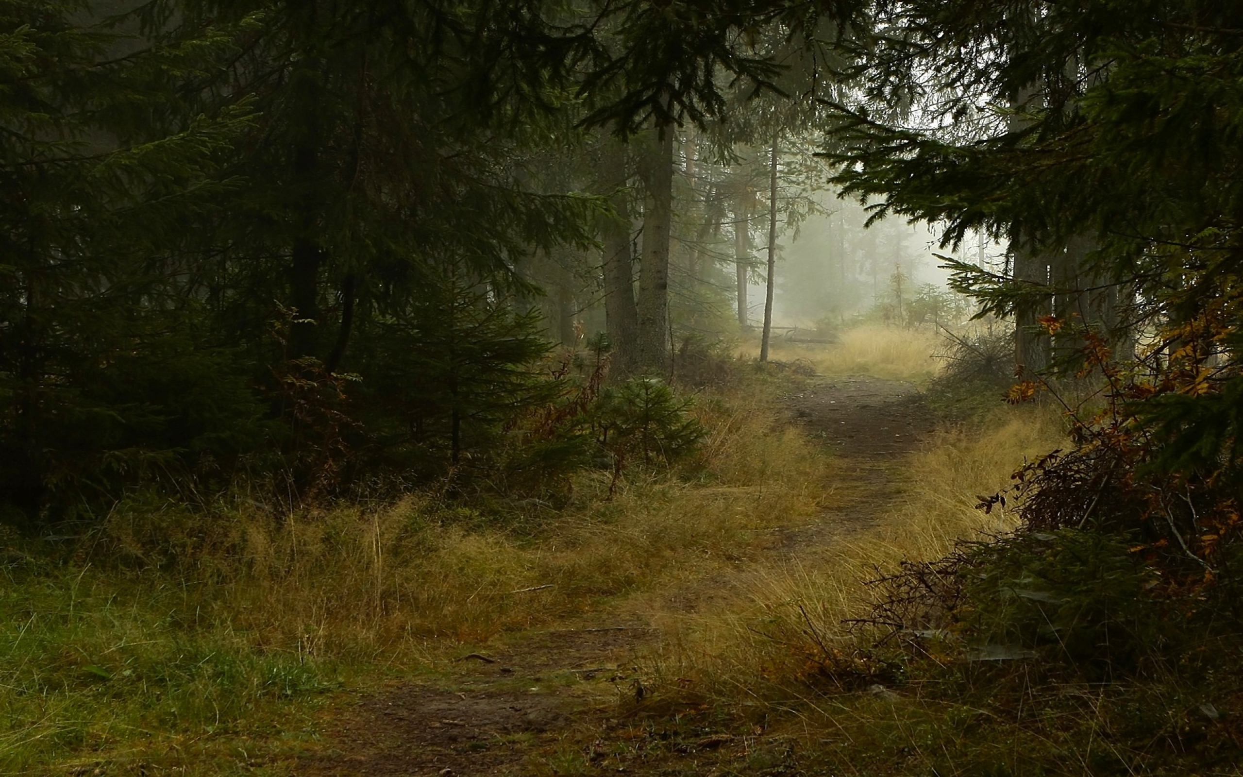 Free download Deep Forest Path wallpapers Deep Forest Path stock photos