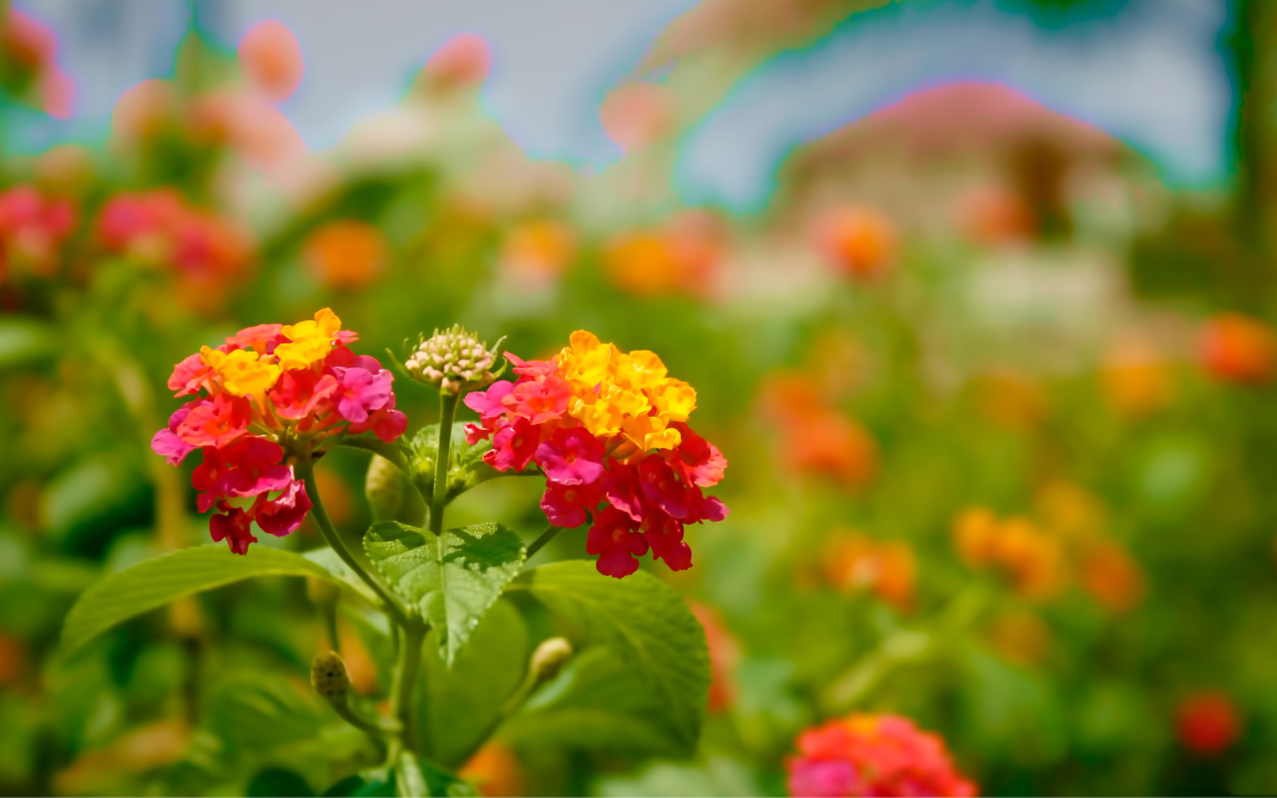 Flower Wallpaper HD
