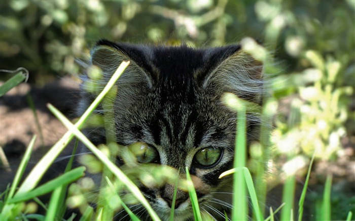 Kitty In Grass Life Of The Cat Desktop Wallpaper