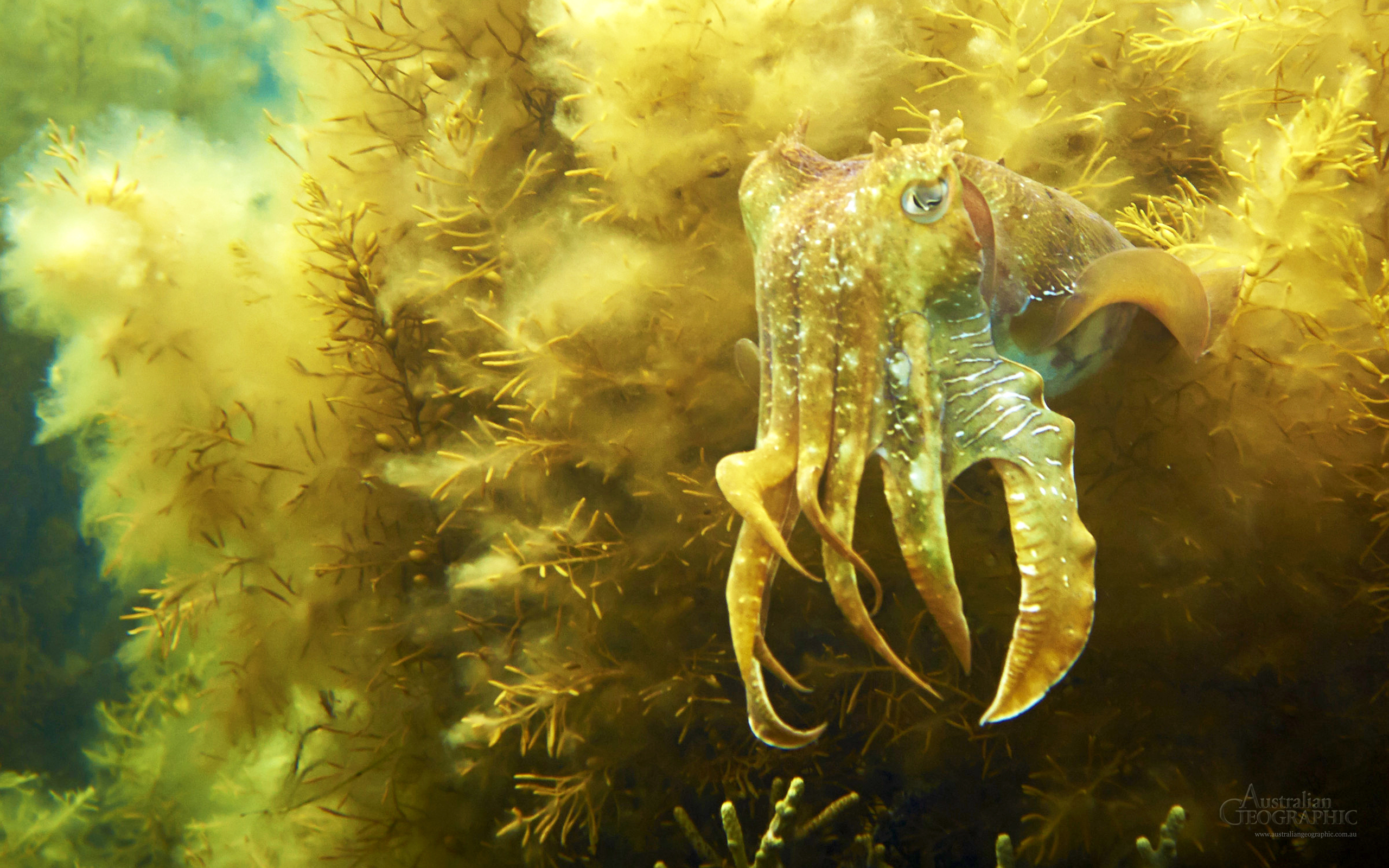 Cuttlefish Wallpaper Australian Geographic