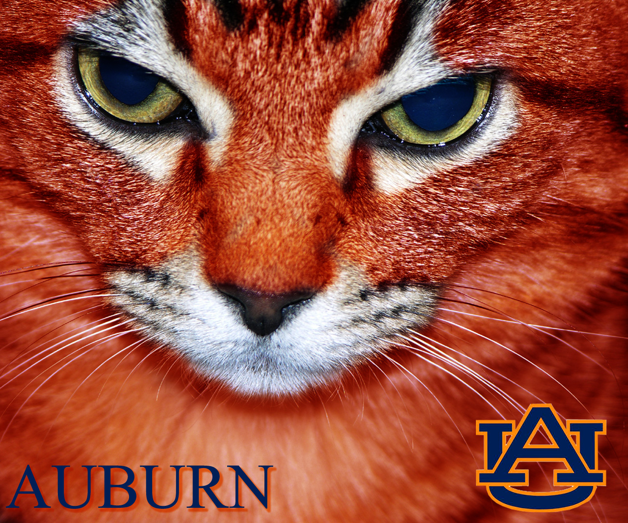 Auburn Tigers University Official Athletic Site Football