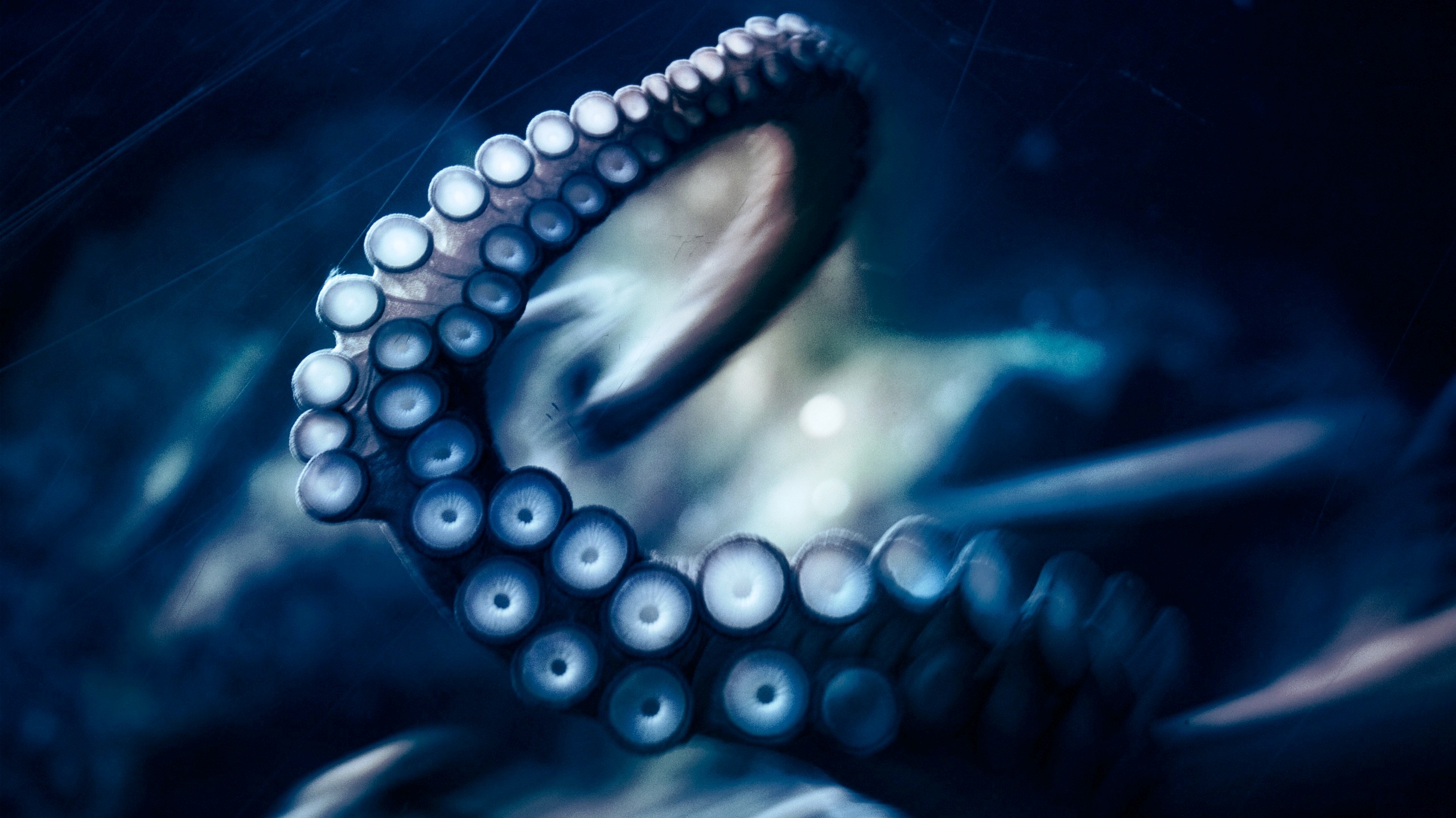 Octopus Puter Wallpaper Desktop Background Id