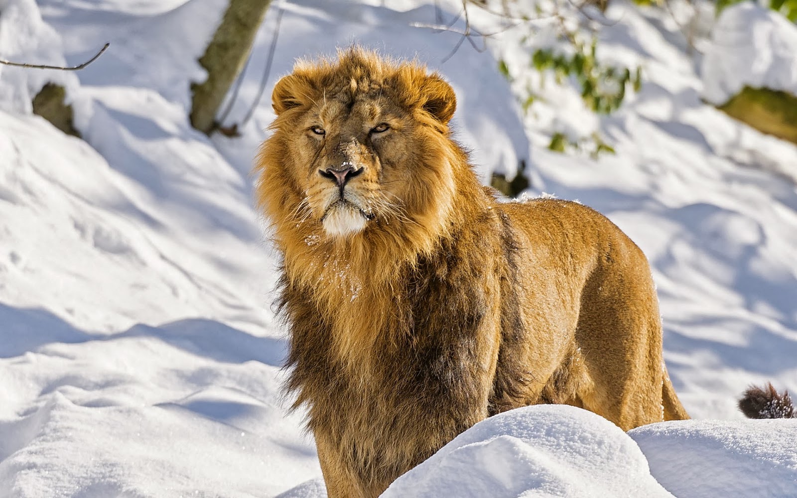 Winter With A Lion In The Snow HD Animals Wallpaper