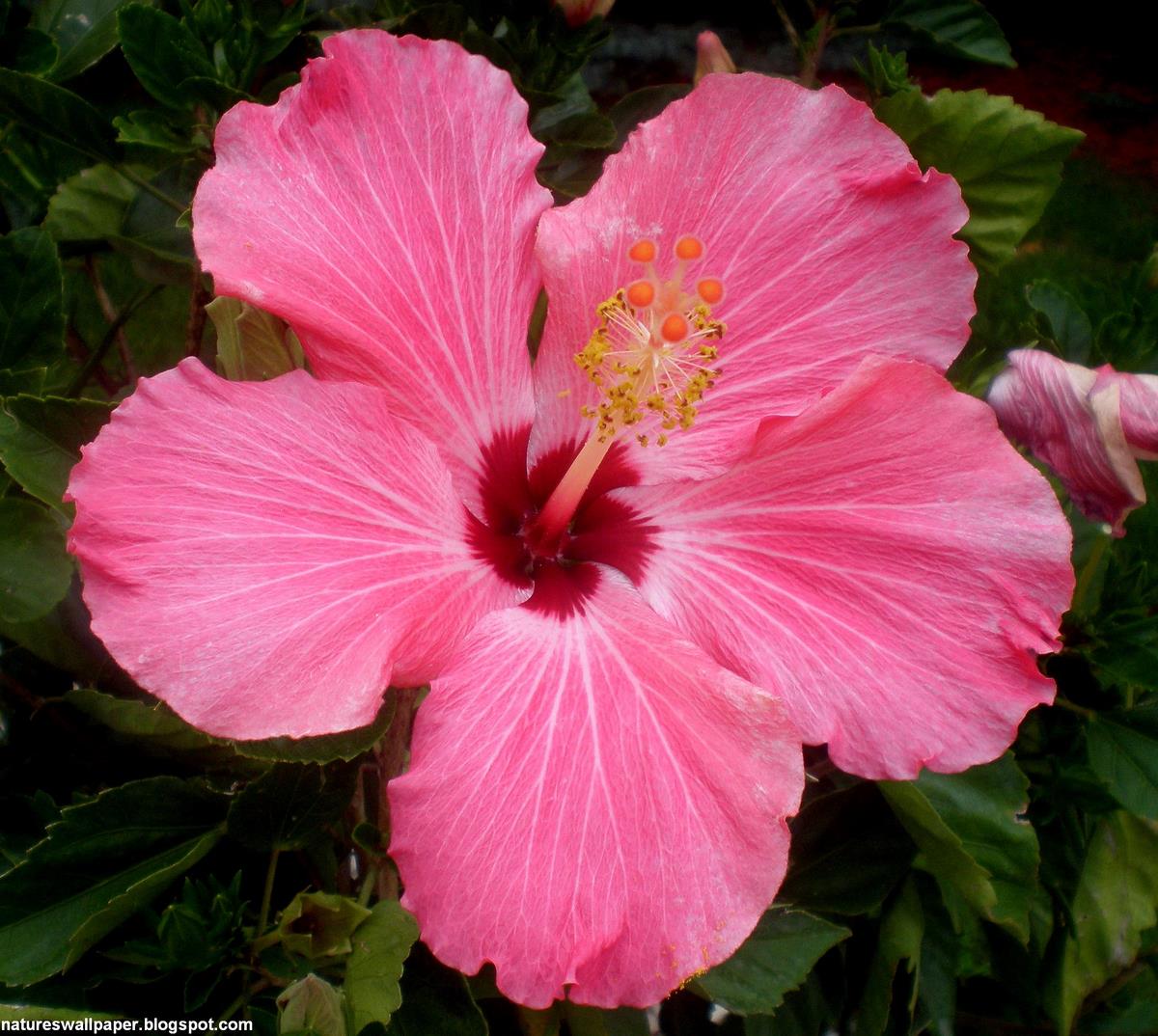 Hibiscus Flower Wallpaper