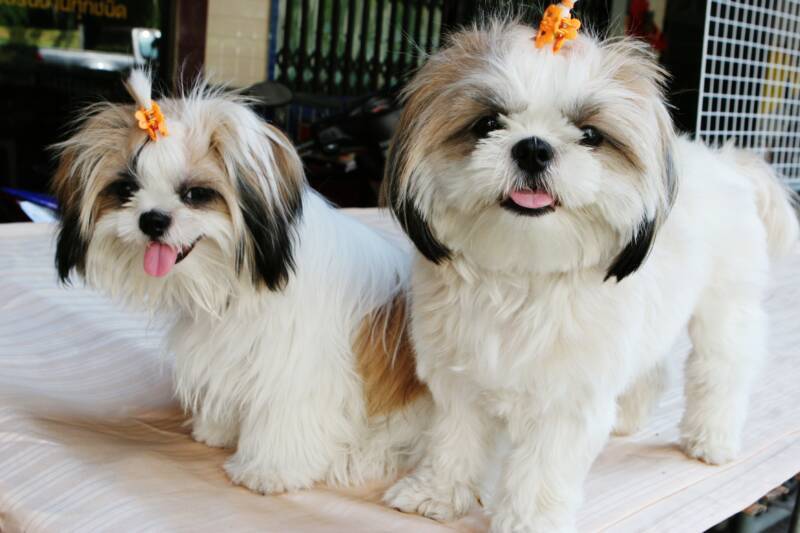 Cute Shih Tzu Puppies