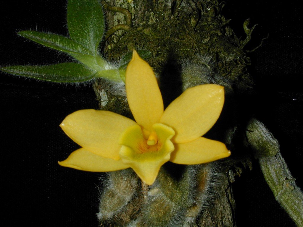 Amazon Dendrobium Senile Orchid Plant Miniature