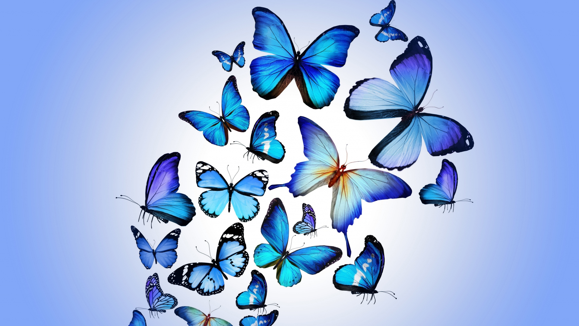 Blue Butterfly Wallpaper HD Desktop