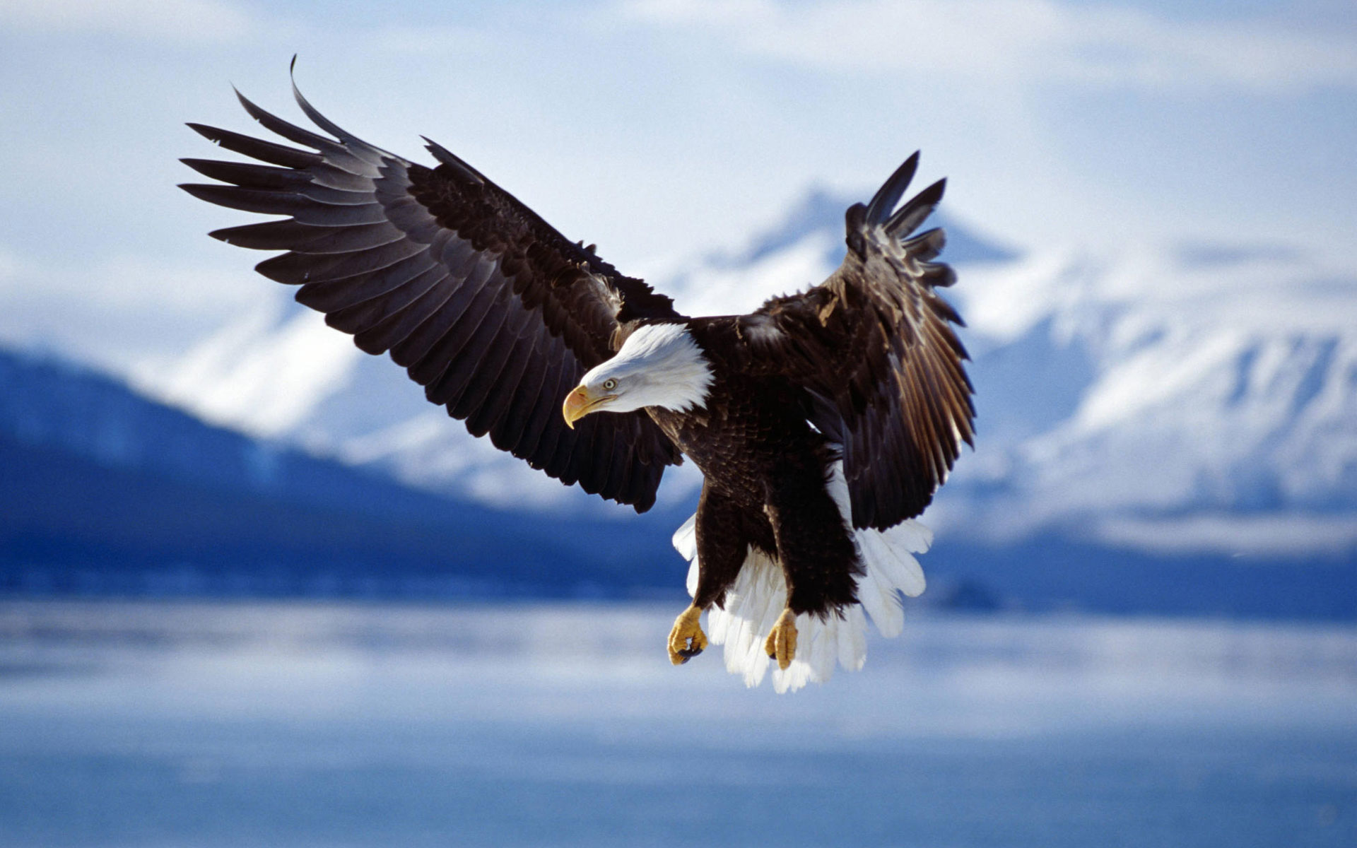 Bald Eagle In Flight Alaska Wallpaper HD